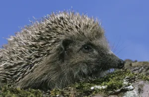European Hedgehog (erinaceus europaeus)