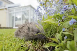 European hedgehog (Erinaceus europaeus)