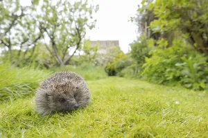 European hedgehog (Erinaceus europaeus)