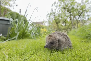 European hedgehog (Erinaceus europaeus)