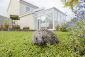 European hedgehog (Erinaceus europaeus)