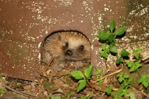 European Hedgehog (Erinaceus europaeus)