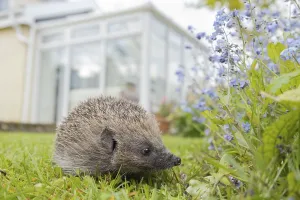 European hedgehog (Erinaceus europaeus)
