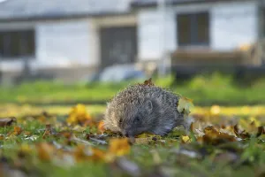 European hedgehog (Erinaceus europaeus)