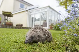 European hedgehog (Erinaceus europaeus)