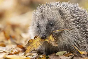 European hedgehog (Erinaceus europaeus)