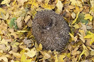 European hedgehog (Erinaceus europaeus)