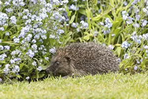 European hedgehog (Erinaceus europaeus)
