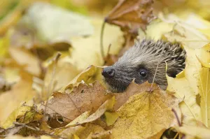European Hedgehog (Erinaceus europaeus) adult