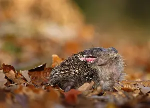 European Hedgehog (Erinaceus europaeus) adult