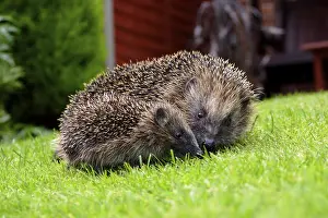 European Hedgehog (Erinaceus europaeus) adult