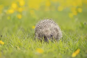 European hedgehog (Erinaceus europaeus) adult animal amongst Buttercup flowers in a meadow in summer