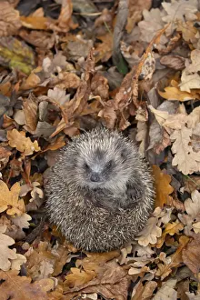 European hedgehog (Erinaceus europaeus) adult animal curled up in a ball on fallen autumn leaves in a garden