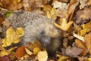 European hedgehog (Erinaceus europaeus) adult animal amongst fallen autumn leaves