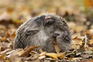European hedgehog (Erinaceus europaeus) adult animal on fallen autumn leaves