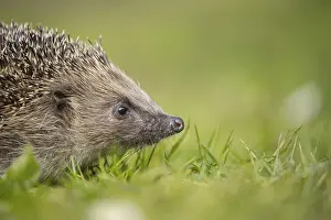European hedgehog (Erinaceus europaeus) adult animal on a garden grass lawn in spring