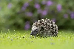 European hedgehog (Erinaceus europaeus) adult animal on a garden grass lawn in summer