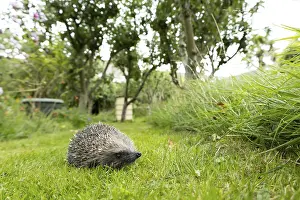 European hedgehog (Erinaceus europaeus) adult animal on a garden grass lawn in summer