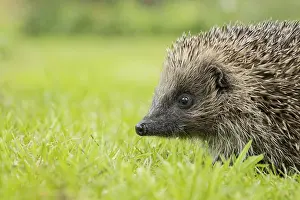 European hedgehog (Erinaceus europaeus) adult animal on a garden grass lawn in summer