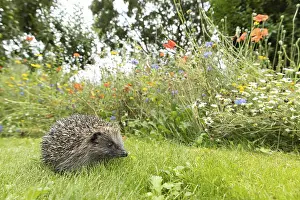 European hedgehog (Erinaceus europaeus) adult animal on a garden grass lawn next to a wildflower border in summer