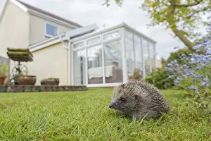 European hedgehog (Erinaceus europaeus) adult animal on a garden lawn