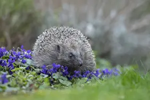European hedgehog (Erinaceus europaeus) adult animal on a patch of flowering Dog violets in a garden in the spring