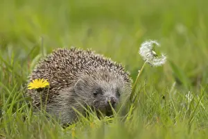 European hedgehog (Erinaceus europaeus) adult animal in a spring meadow