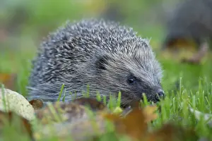 European hedgehog (Erinaceus europaeus) adult animal walking on a garden grass lawn in autumn