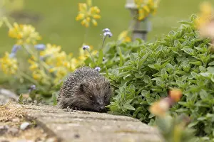 European hedgehog (Erinaceus europaeus) adult animal walking on a garden path in spring