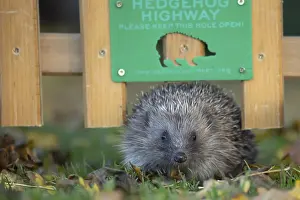 European hedgehog (Erinaceus europaeus) adult animal walking through a hole in a garden fence with a hedgehog sign