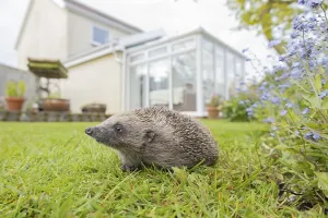 European hedgehog (Erinaceus europaeus) adult on a garden grass lawn with a house in the background