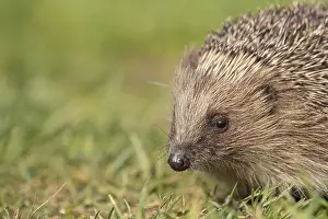 European hedgehog (Erinaceus europaeus) adult mammal on a garden grass lawn in summer