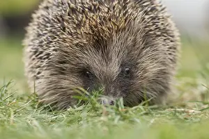 European hedgehog (Erinaceus europaeus) adult mammal on a garden grass lawn in summer