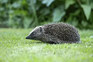 European hedgehog (Erinaceus europaeus) adult mammal walking on a garden grass lawn in summer