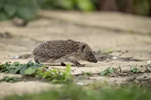 European hedgehog (Erinaceus europaeus) adult mammal walking on a garden path in summer