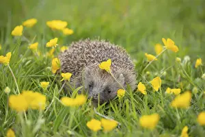European hedgehog (Erinaceus europaeus) adult in a spring meadow with flowering Buttercup plants