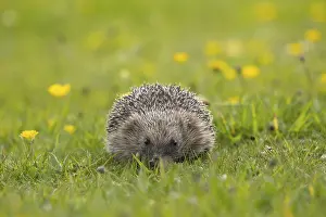 European hedgehog (Erinaceus europaeus) adult walking in a Spring meadow with flowering Buttercups