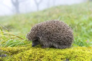 European hedgehog (Erinaceus europaeus) in autumn