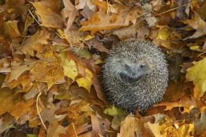 European hedgehog (Erinaceus europaeus) resting on fallen autumn leaves