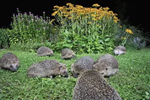 European Hedgehogs (Erinaceus europaeus)