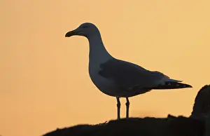 European herring gull (Larus argentatus)