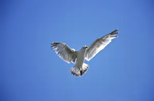 European herring gull (larus argentatus)