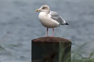 European herring gull (Larus argentatus)