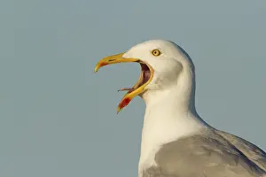 European Herring Gull (Larus argentatus) calling