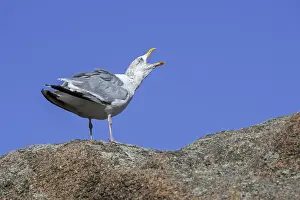 European herring gull (Larus argentatus) calling from rock along the coast