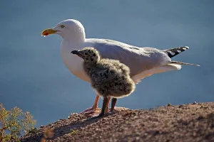 European herring gull (Larus argentatus) with chick on rock