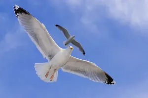 European herring gull (Larus argentatus) exempted