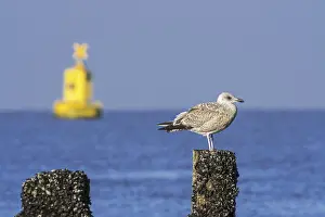 European herring gull (Larus argentatus) in first winter plumage perched on beach post along the North Sea coast