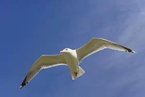 European herring gull (Larus argentatus) in flight