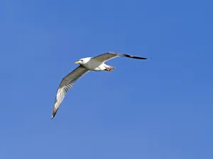 European herring gull (Larus argentatus) in flight